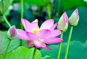 光澤度儀可以賞荷嗎(ma)？光澤度儀測(cè)量荷花的光澤度