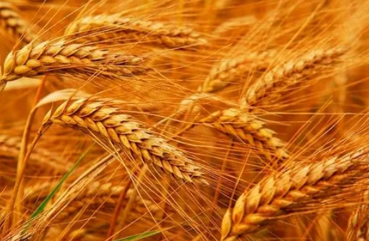 色差儀在無定形産品的應用