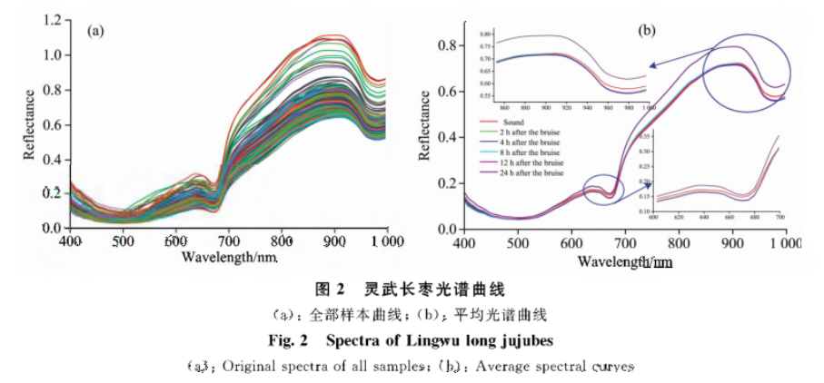 高光譜數據在損傷長棗的檢測判别中的應用