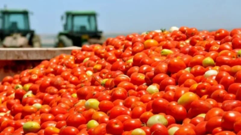 番茄醬的顔色分級，認準三恩時YS4580分光測色儀！2