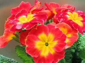 花的光澤度與(yǔ)其品種和植物特性的關(guān)系