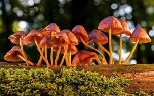 色差儀用於(yú)蘑菇的顔色測(cè)量研究