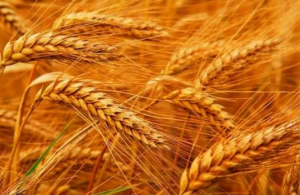 色差儀在無定形産品的應用