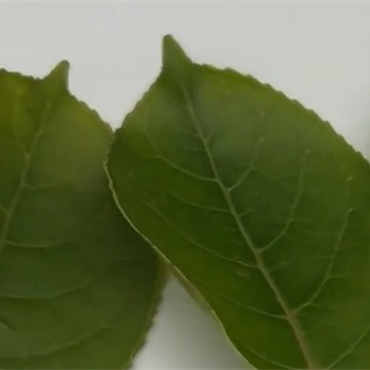 案例：ST-700d分光測色儀測量樹葉的顔色