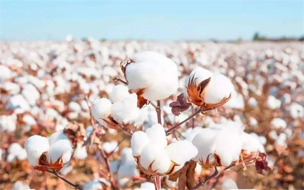 長(zhǎng)絨棉的品級劃(huà)分和分級光源環境